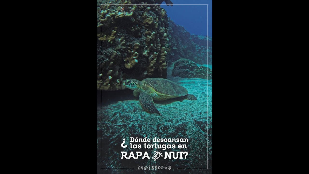 Póster de ¿Dónde descansan las tortugas de Rapa Nui?